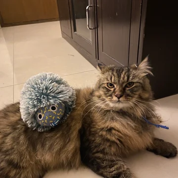 Chiku the cat